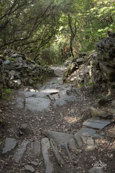 The path crosses the forest The path crosses the forest