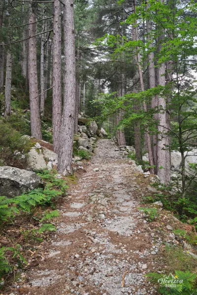 Vivario forest trail Vivario forest trail