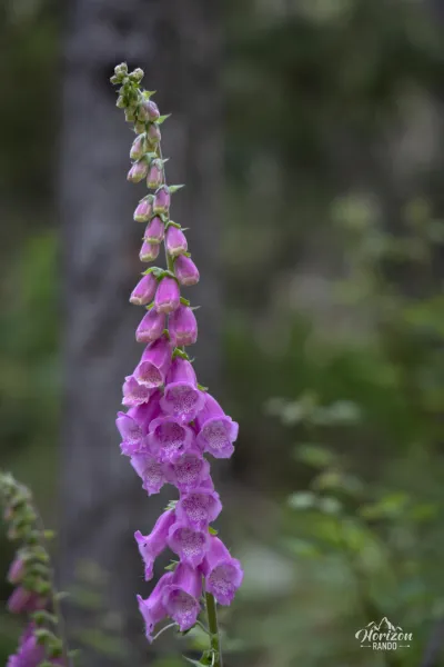 A pretty purple foxglove A pretty purple foxglove