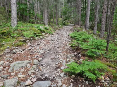 Vivario forest trail Vivario forest trail