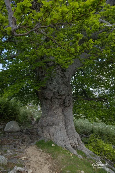 A magnificent beech tree A magnificent beech tree