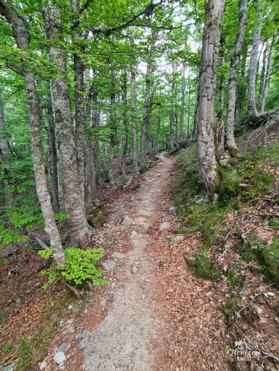 Flasca Forest Flasca Forest