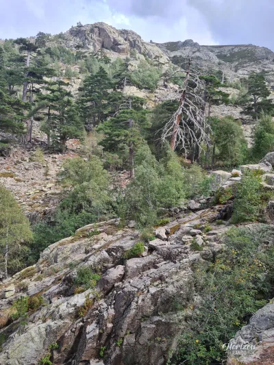 Valdu Niellu territorial forest Valdu Niellu territorial forest