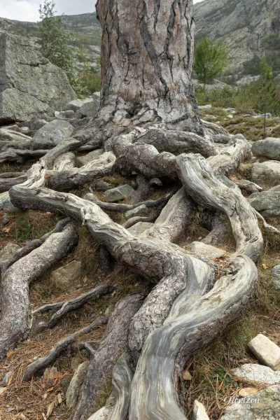 Valdu Niellu territorial forest Valdu Niellu territorial forest