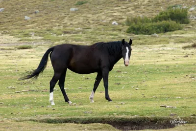 Free-roaming horses Free-roaming horses