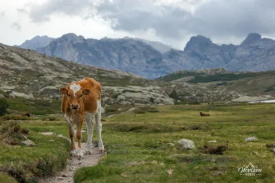 Cows roaming freely on the Camputile plateau Cows roaming freely on the Camputile plateau