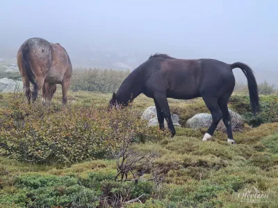 Horses at the Prati refuge Horses at the Prati refuge