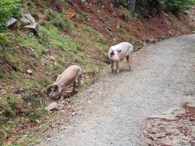 Free-roaming pigs Free-roaming pigs