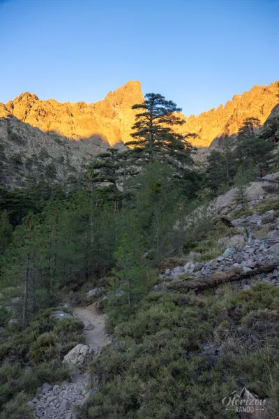 Albertacce communal forest