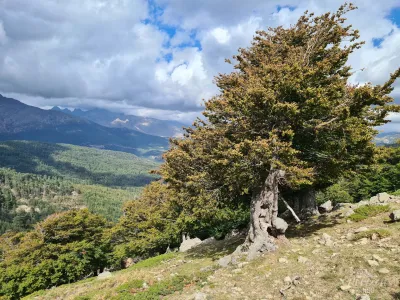 Valdu Niellu communal forest