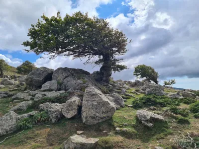 Windswept trees