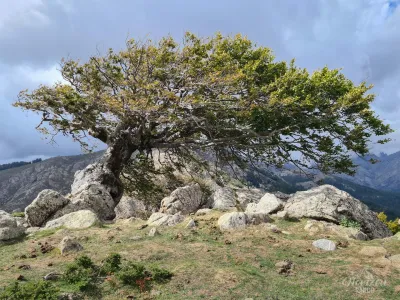 Windswept trees