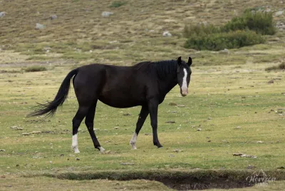 Chevaux en liberté sur le plateau du Camputile