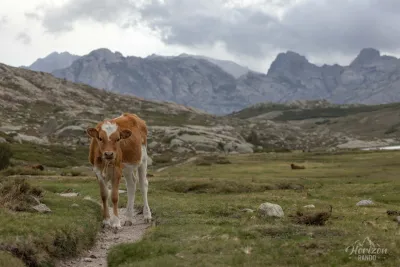 Vaches en liberté au lac de Nino