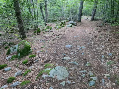 Vizzavona Territorial Forest Vizzavona Territorial Forest