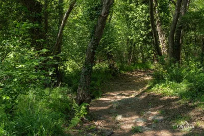 Path in the shade of the forest Path in the shade of the forest