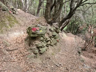 Descente en forêt