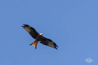 Milan Royal survolant le Monte Castellare