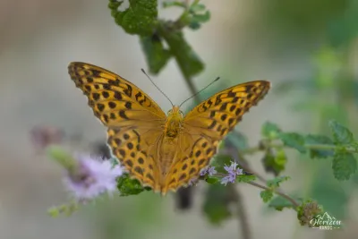 Papillon