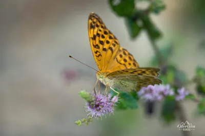 Papillon