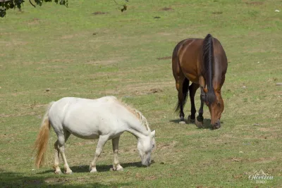Horses at the Prato pass Horses at the Prato pass