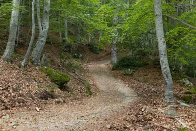 In the forest of San Pietro d'Accia In the forest of San Pietro d'Accia