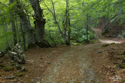 A very pleasant forest trail, especially in warm weather! A very pleasant forest trail, especially in warm weather!