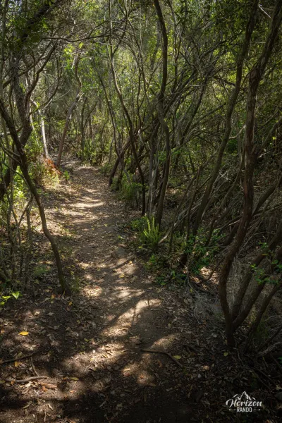 Sentier à travers le haut maquis