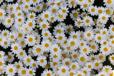 Bouquet de pâquerettes