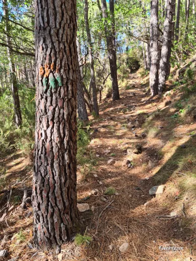 Initial ascent in the forest Initial ascent in the forest