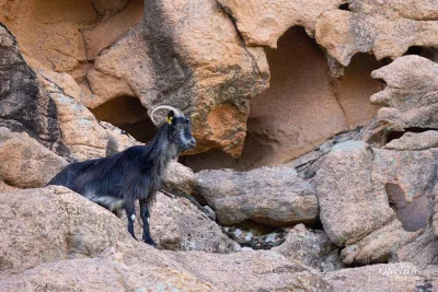 Goat admiring the view... Goats admiring the view...