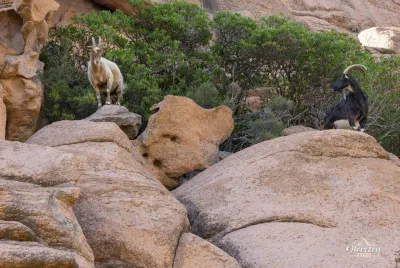 Goats admiring the view... Goats admiring the view...