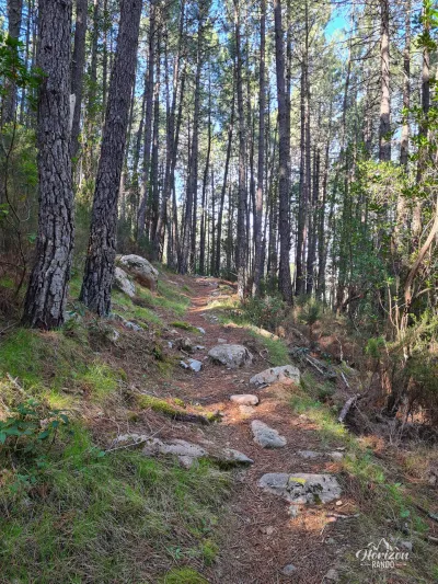Piana forest Piana forest