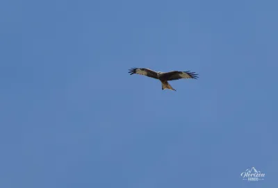A red kite A red kite
