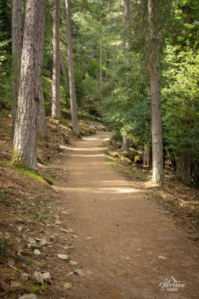Aitone forest Aitone forest