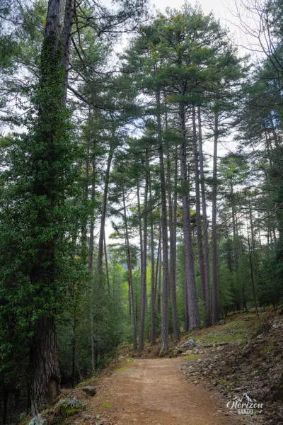 Aitone forest Aitone forest