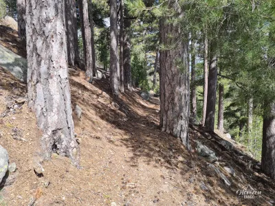 Valdu Niellu forest Valdu Niellu forest