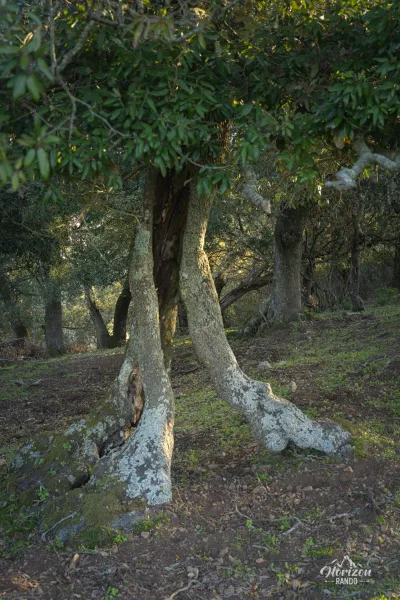 Fango forest Fango forest