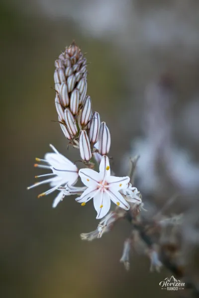 White asphodel White asphodel