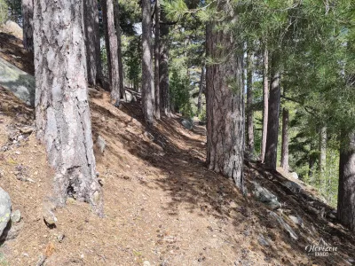 Valdu Niellu forest Valdu Niellu forest