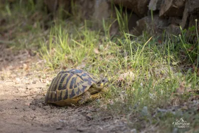 Encounter with a turtle Encounter with a turtle
