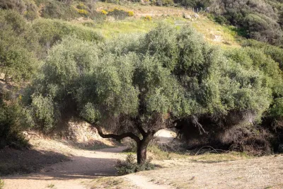 A beautiful olive tree A beautiful olive tree