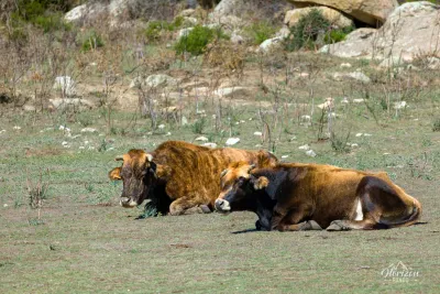 Numerous free-ranging cows Numerous free-ranging cows