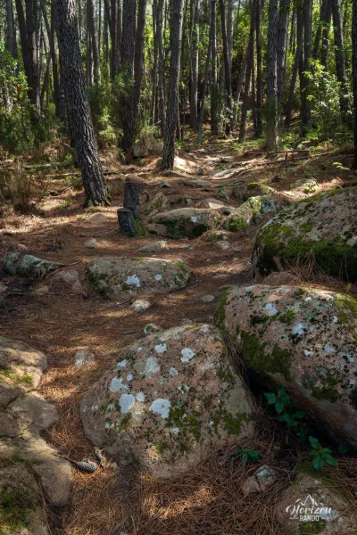 Piana pine forest Piana pine forest