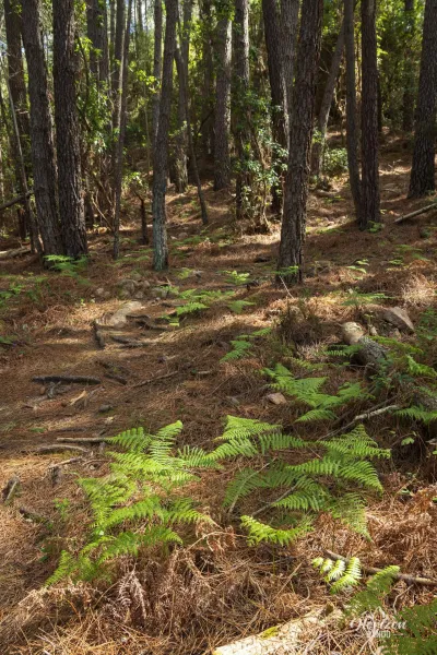 Piana pine forest Piana pine forest