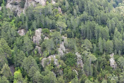 Forest of Conca Forest of Conca