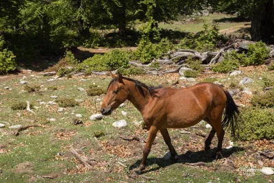 A horse ! A horse !