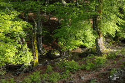 Cuscione forest Cuscione forest