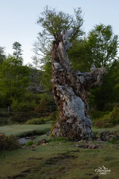 Cuscione forest Cuscione forest