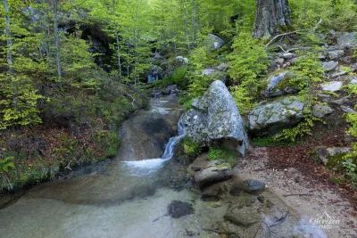 Cuscione forest Cuscione forest